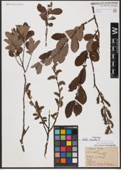 Foto von Salix aurita L.
